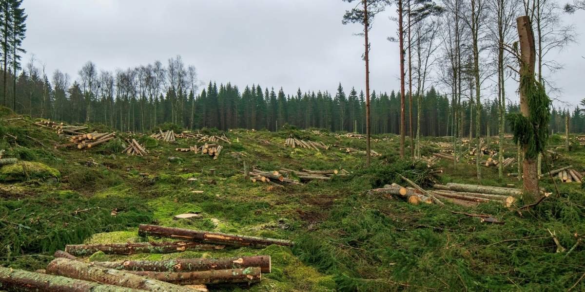 Stop Deforestation by 2030: Key Policy Asks from Global Investors Ahead of Climate Summit