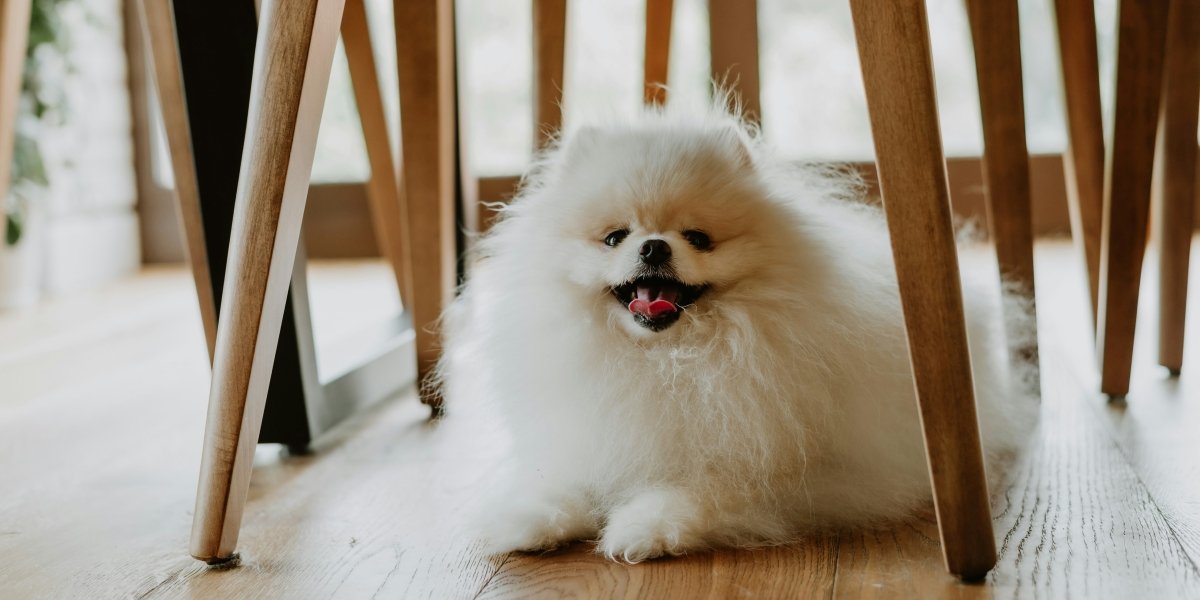 Indoor Exercises and Toys for Your Dog During Winter