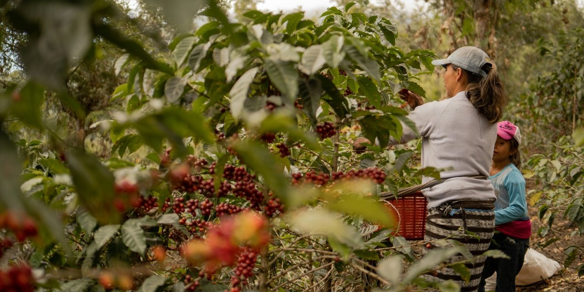 The Global Coffee Supply Chain Explained